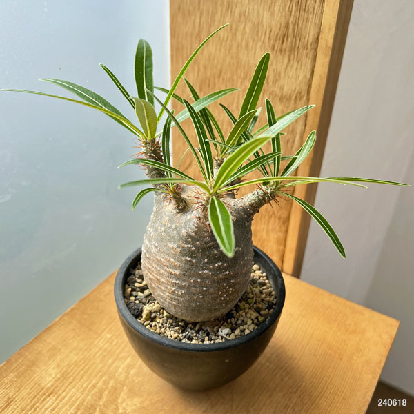 園芸ネット本店｜パキポディウム：グラキリス（発根済み株）3.5号（G11