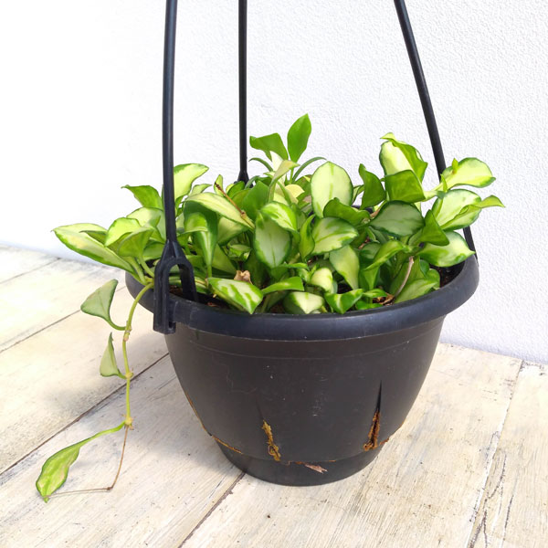 ホヤ ヘウスケリアナ 斑入 花座 大鉢 アクアセル入り ホヤ