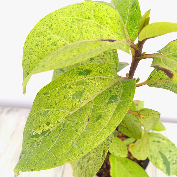 園芸ネット本店｜クロモジ：散り斑 3-3.5号ポット の通販【公式】