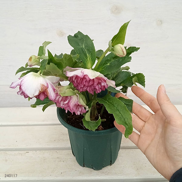 園芸ネット本店｜クリスマスローズ：*グレイスプリマドレス5号鉢 の