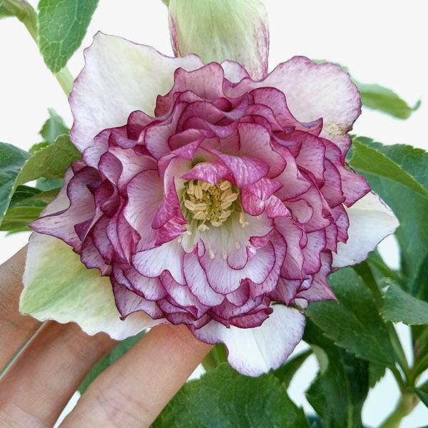 園芸ネット本店｜クリスマスローズ：*グレイスプリマドレス5号鉢 の