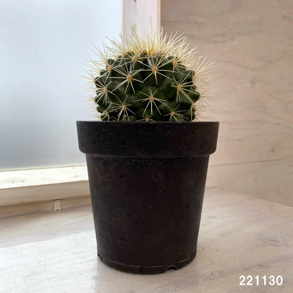 園芸ネット本店｜サボテン：金シャチ 4号 の通販【公式】