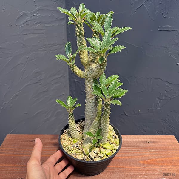 園芸ネット本店｜ドルステニア：ラブラニー（多頭） 5鉢植えNo.3 の