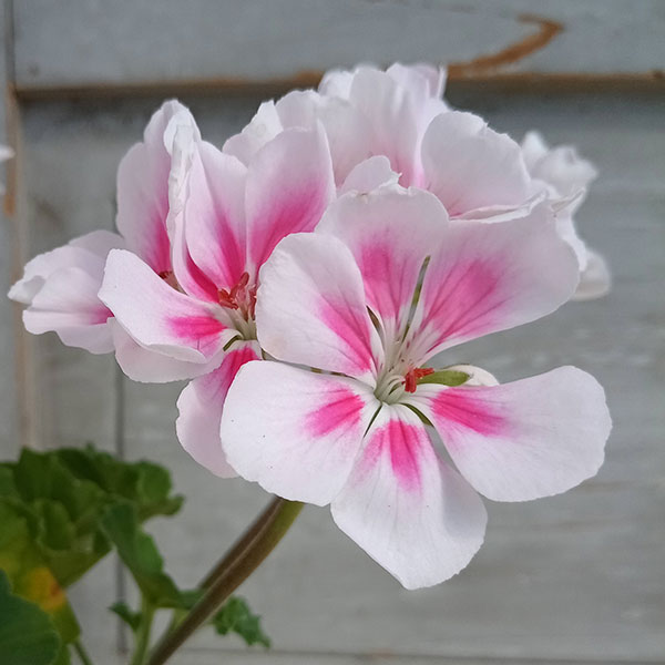 園芸ネット本店｜ゼラニウム：ムーンライト キャシー3.5号ポット 2株