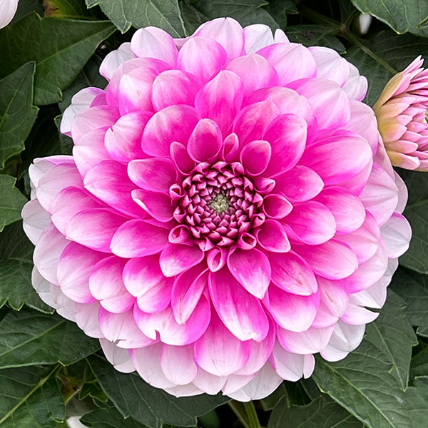 園芸ネット本店｜ダリア（大輪咲）：ナマハゲビューティー6号鉢植え の