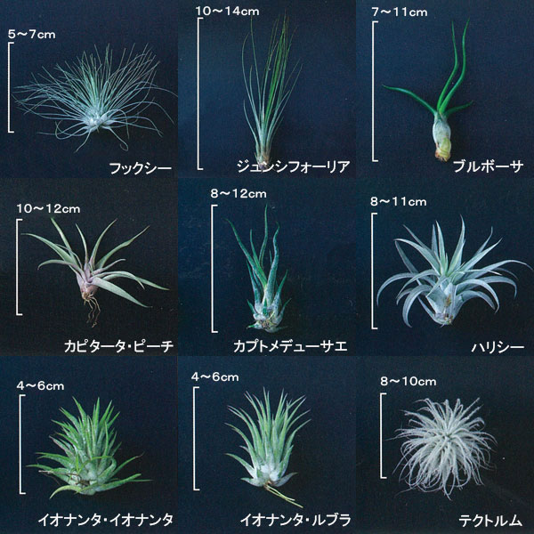 園芸ネット本店｜[送料無料]チランジア（エアプランツ）Mサイズ