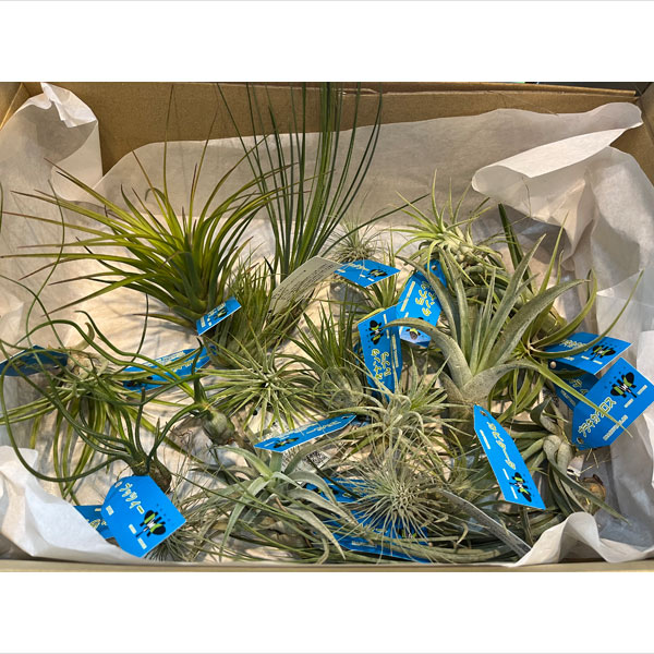 園芸ネット本店｜[送料無料]チランジア（エアプランツ）Mサイズ