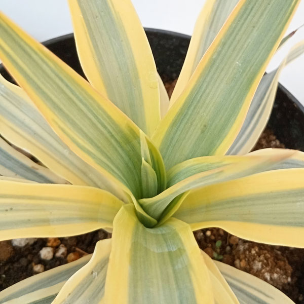 園芸ネット本店｜ユッカ：グロリオサ バリエゲイテッド ブライトスター