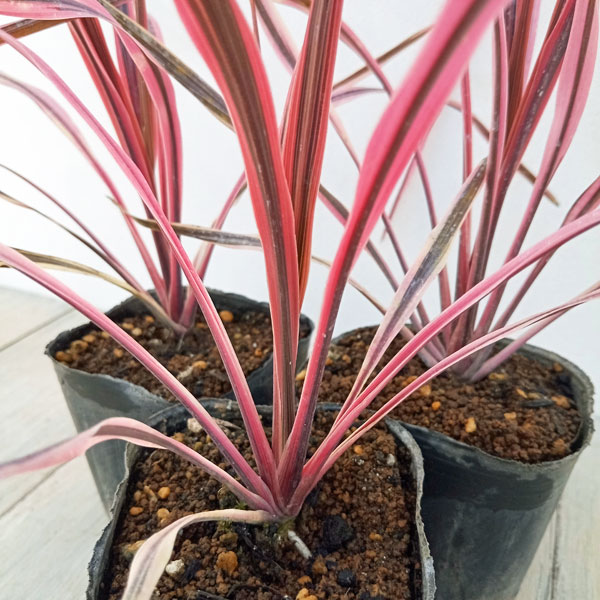 園芸ネット本店｜コルジリネ：サウザンスプレンダー3号ポット の通販