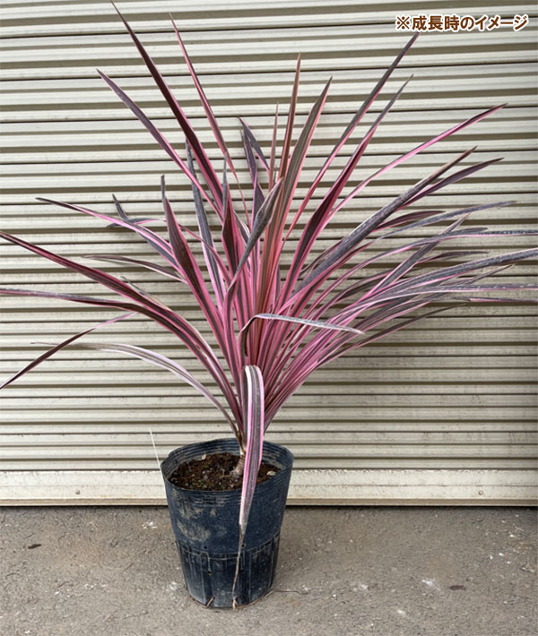 園芸ネット本店｜コルジリネ：サウザンスプレンダー3号ポット の通販