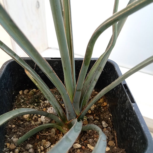 園芸ネット本店｜ユッカ：ペリクローサ 4号 の通販【公式】