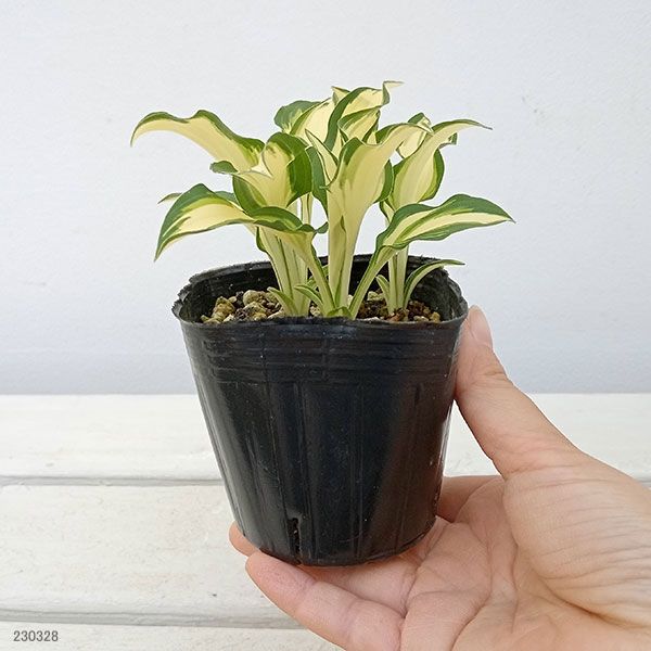 園芸ネット本店｜ギボウシ（ホスタ・小型タイプ）：霊峰白山（れいほう