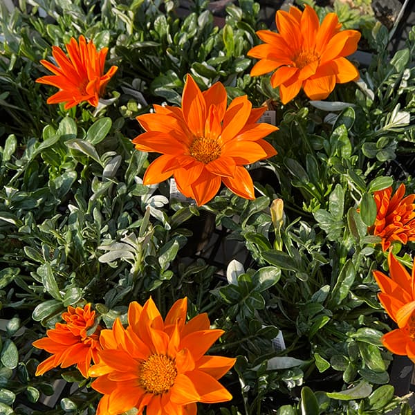 園芸ネット本店｜ガザニア：ニューデイ クリアオレンジ3-3.5号ポット 3