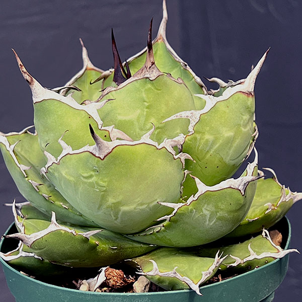 園芸ネット本店｜アガベ：チタノタ 4号鉢植え（23-15） の通販【公式】