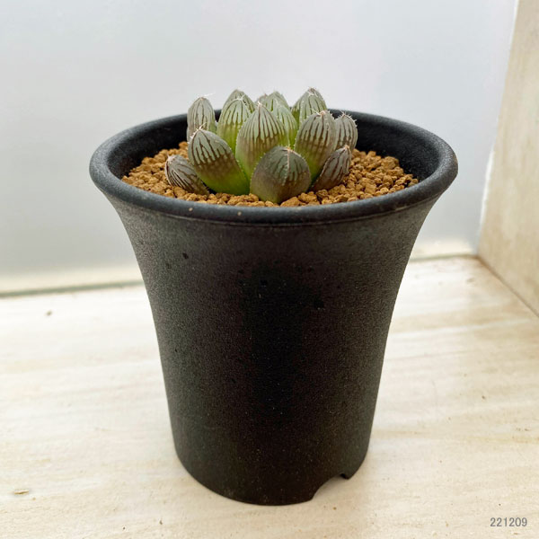 園芸ネット本店｜ハオルチア：紅雫 2.5号 の通販【公式】