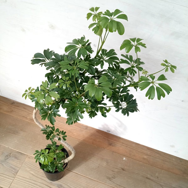 園芸ネット本店｜シェフレラ：レナータ 5号鉢植え の通販【公式】