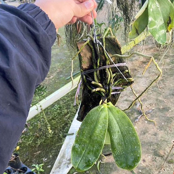 園芸ネット本店｜板付け蘭：ファレノプシス 交雑種 22-01 の通販【公式】