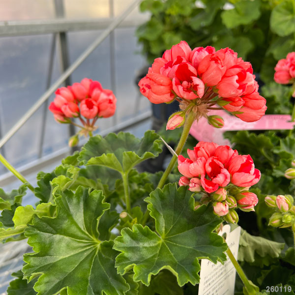 園芸ネット本店｜ゼラニウム（チューリップ咲き）：フリンジドパンドラ