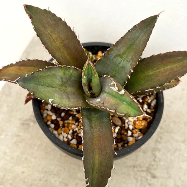 アガベ チタノタ【Creep】No.2／＊鉢植え発送＊ 園芸ネット本店