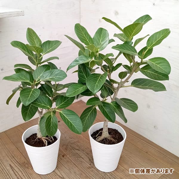 園芸ネット本店｜フィカス：ベンガレンシス オードリー 7号鉢植え の