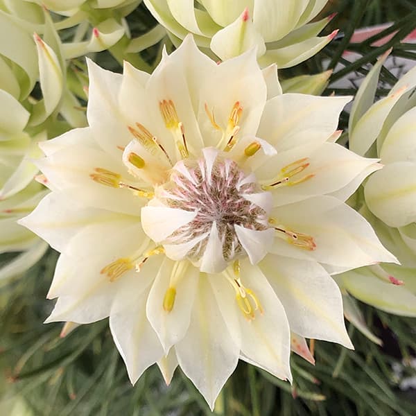 園芸ネット本店｜セルリア：ブラッシングブライド 5号鉢植え の通販