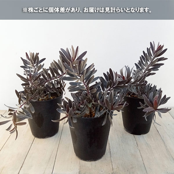 園芸ネット本店｜[ザ・ファームセレクト]リューカデンドロン：デュリフ