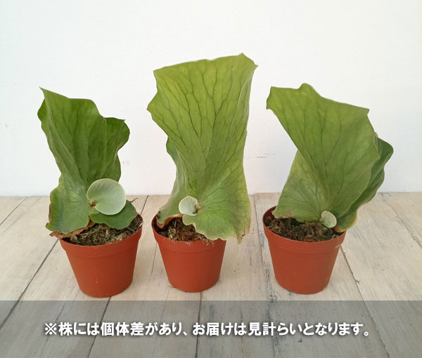 園芸ネット本店｜ビカクシダ（コウモリラン）：エレファントティス3号