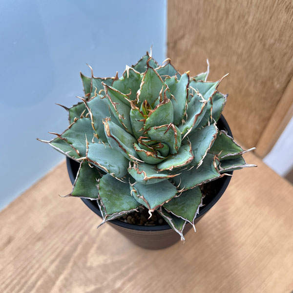 園芸ネット本店｜アガベ：チタノタ フィリグリー 3.5号鉢植え の通販