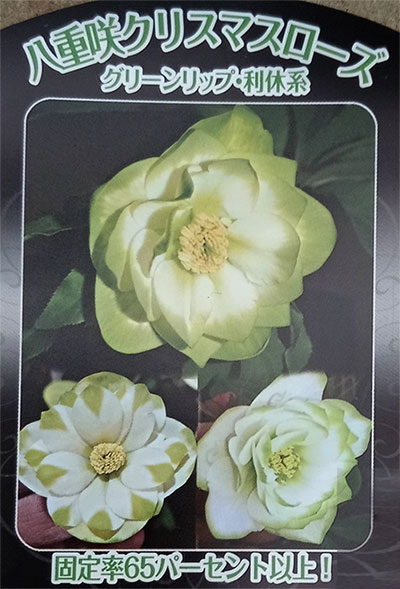 園芸ネット本店｜曽田園芸さんのクリスマスローズ：グリーンリップ