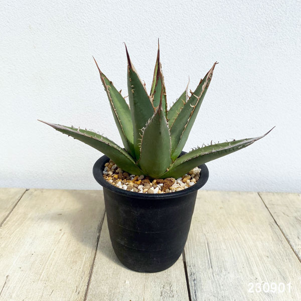 園芸ネット本店｜アガベ：パープソラム（裏棘）2.5号鉢植え の通販【公式】