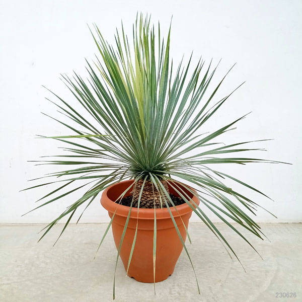 園芸ネット本店｜[送料無料]ユッカ：ロストラータ 10号鉢植え の通販