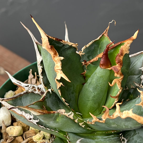 園芸ネット本店｜アガベ：チタノタ 海王 3号鉢植え23-02 の通販【公式】