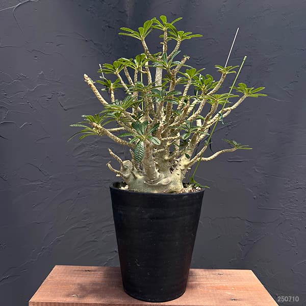 園芸ネット本店｜ドルステニア：ギガス 7号鉢植え23-02 の通販【公式】