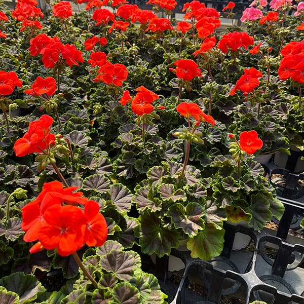 園芸ネット本店｜ゼラニウム：ホライズンシャドー ディープオレンジ3.5