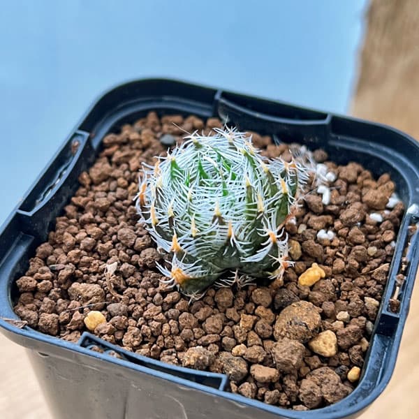 園芸ネット本店｜ハオルチア：ギガス 2.5号スクエア鉢 の通販【公式】