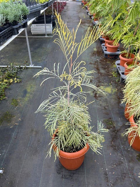 園芸ネット本店｜グレビレア：ハニーワンダー 7号鉢植え の通販【公式】