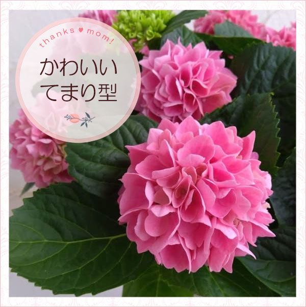 園芸ネット本店｜[送料無料]×[2022年 母の日ギフト][予約]アジサイ：茜