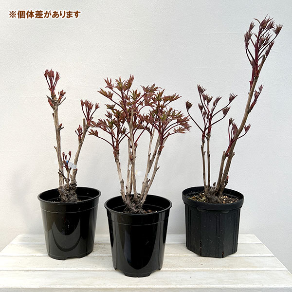 園芸ネット本店｜牡丹（ぼたん）：大正の誇（たいしょうのほこり）3～4