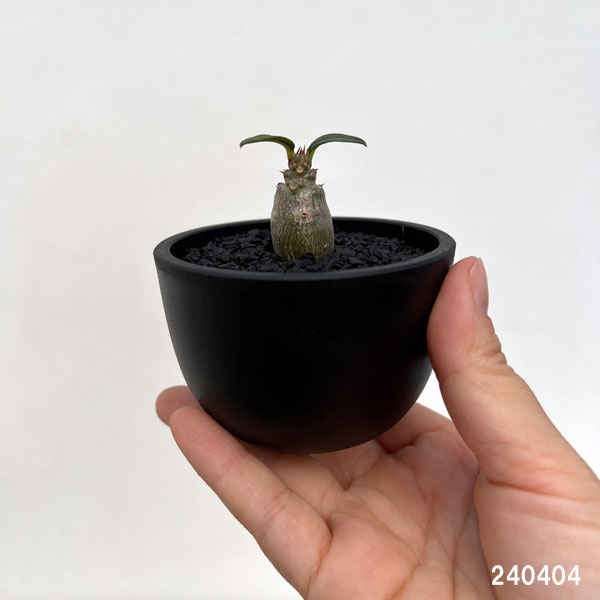 園芸ネット本店｜[ザ・ファームセレクト]パキポディウム：Mana's farm