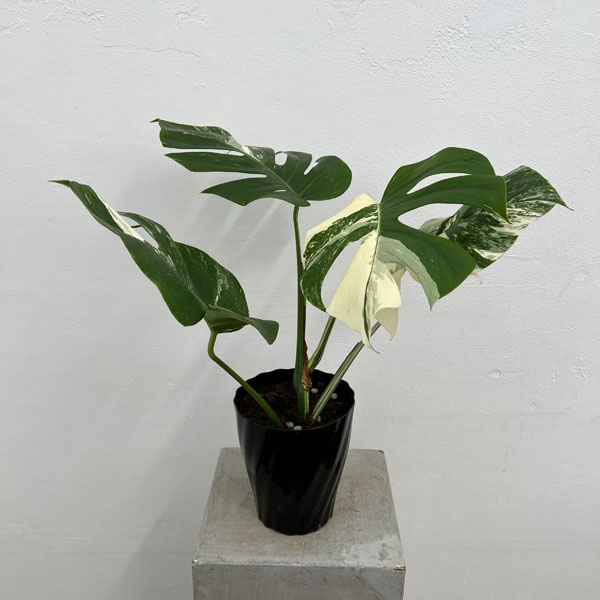 園芸ネット本店｜モンステラ：ボルシギアーナ（白斑） 5号鉢植え24-01