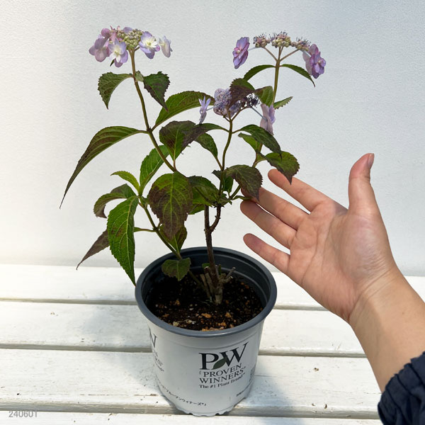 園芸ネット本店｜ヤマアジサイ：タイニータフスタッフ5号ポット の通販