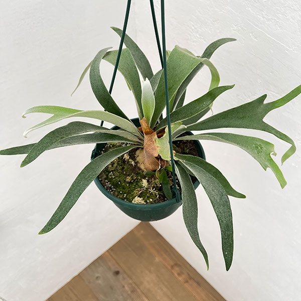 園芸ネット本店｜ビカクシダ（コウモリラン）：ベイチー 7号吊り鉢* の