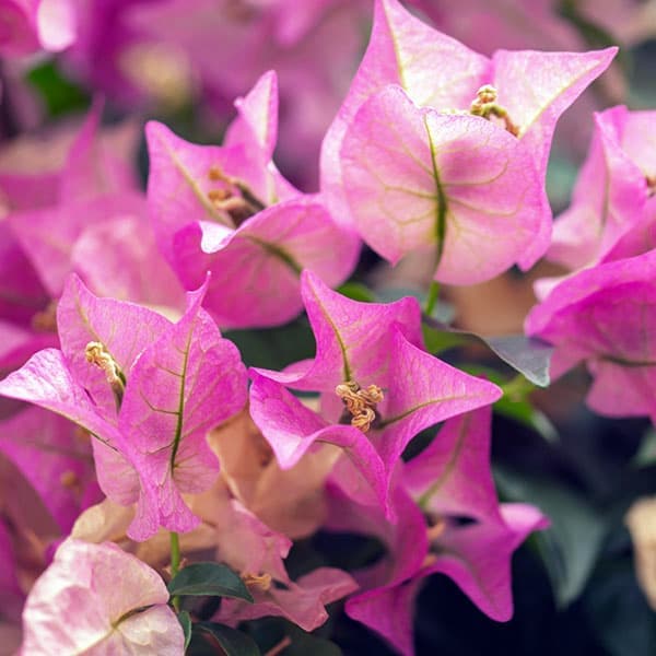 園芸ネット本店｜[26年4月下旬予約]ブーゲンビレア：サンデリアーナ桃