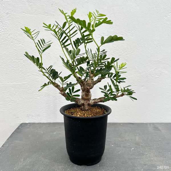 園芸ネット本店｜[ザ・ファームセレクト]センナ：メリディオナリス