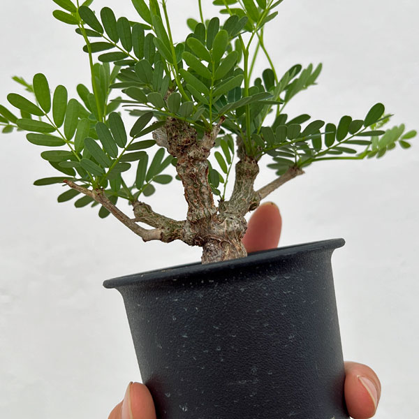 園芸ネット本店｜[ザ・ファームセレクト]センナ：メリディオナリス