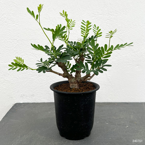 園芸ネット本店｜[ザ・ファームセレクト]センナ：メリディオナリス