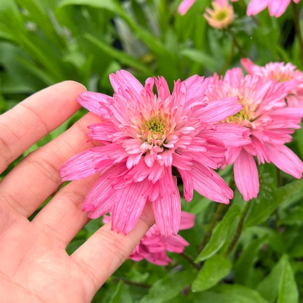 園芸ネット本店｜エキナセア（八重咲き）：ミニベル3.5－4号ポット の