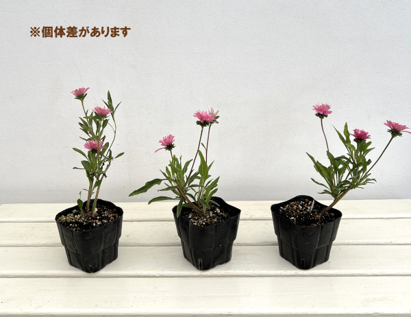 園芸ネット本店｜エキナセア（八重咲き）：ミニベル3.5－4号ポット の