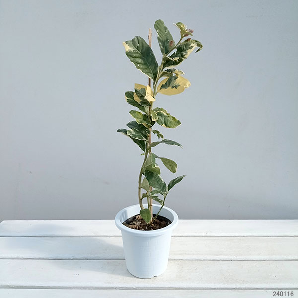 園芸ネット本店｜レモン：ピンクレモネード4号鉢植え の通販【公式】