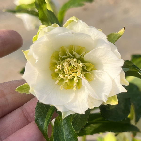 園芸ネット本店｜若泉ファームさんのクリスマスローズ：シャルウィ